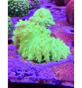 Sinularia dura vert phospho (CH)