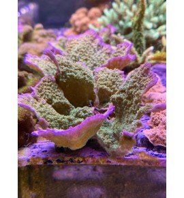 Montipora plateau vert,...