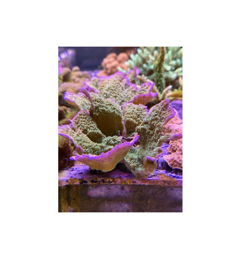 Montipora plateau vert, bord violet (CH) bouture