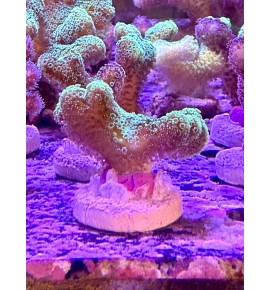 Stylophora pistillata vert...