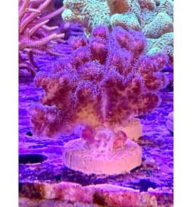 Pocillopora damicornis (CH)...