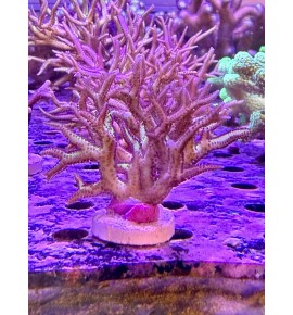 Seriatopora hystrix (CH)...