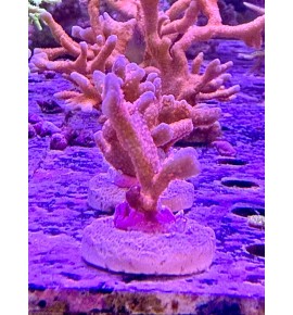 Montipora digitata orange...