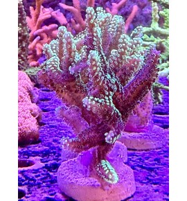 Seriatopora caliendrum (CH)...