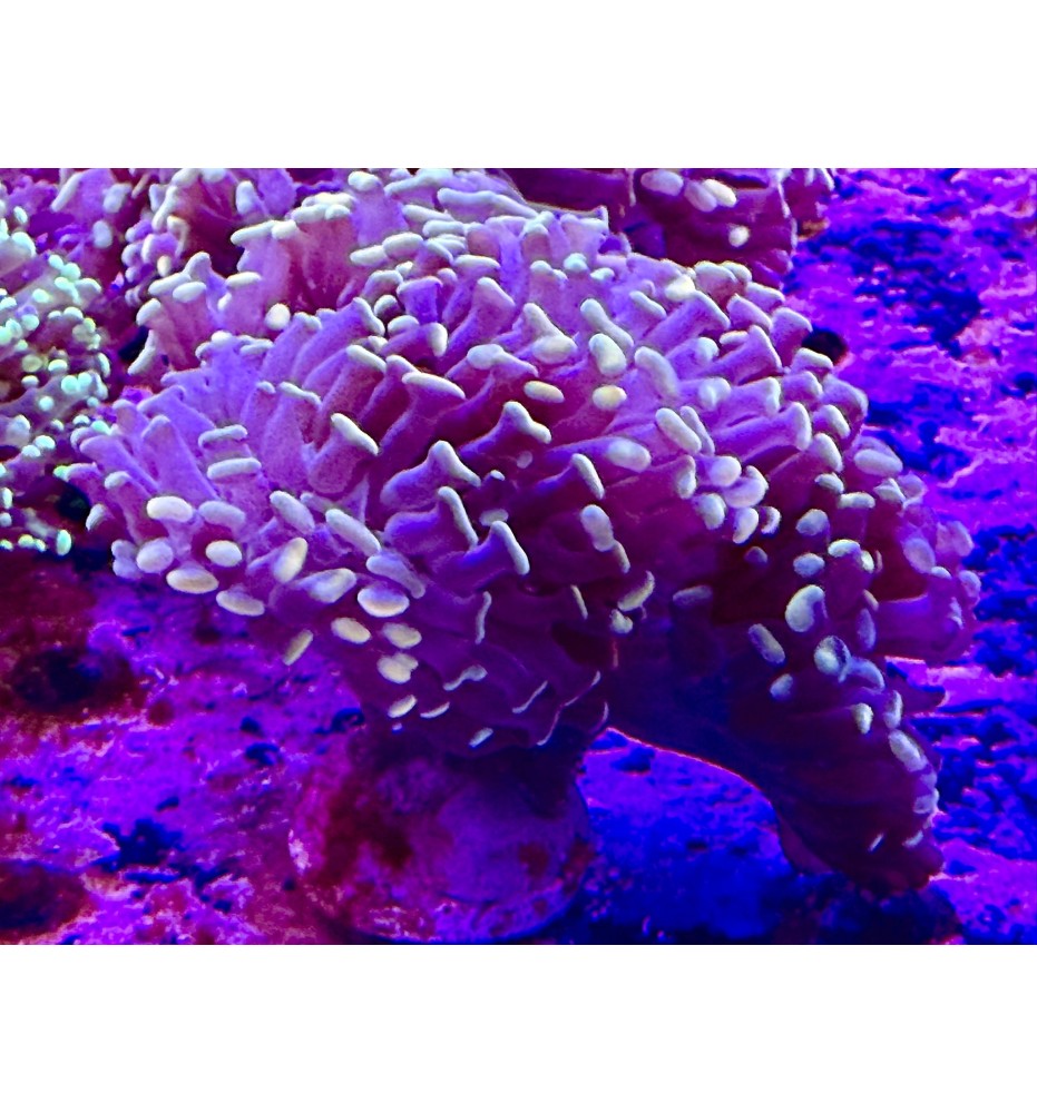 Euphyllia parancora orange