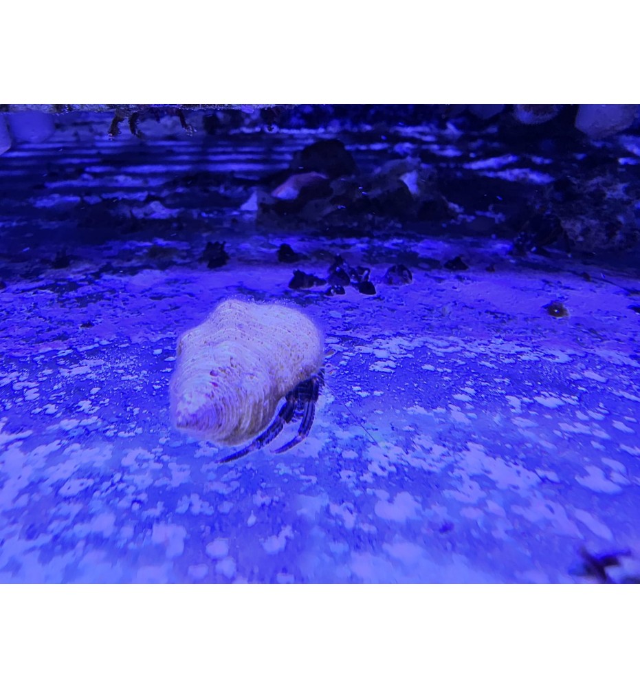 Calibanarius africanus