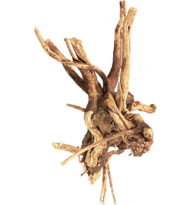 BIOART SPIDER WOOD 10-15 CM