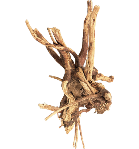 BIOART SPIDER WOOD 10-15 CM