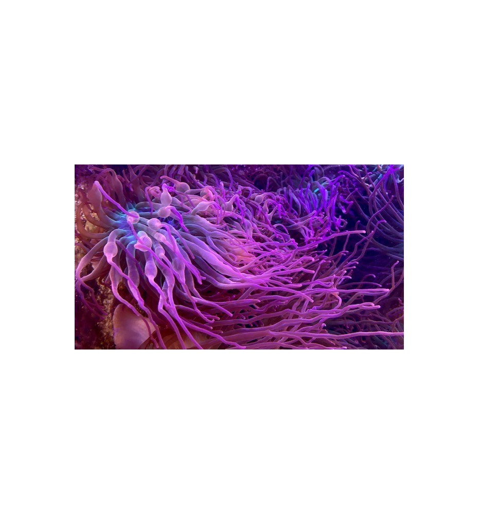 Entacmea Sp. Red grade A (CH)