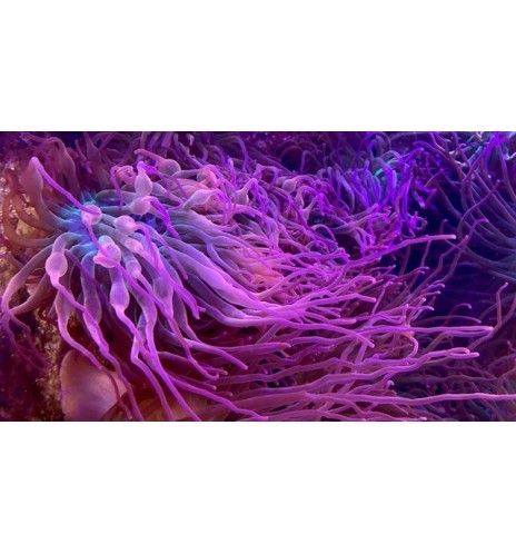 Entacmea Sp. Red grade A (CH)