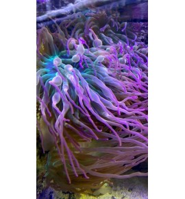 Entacmea Sp. Red grade A (CH)