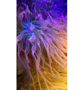 Entacmea Sp. Red grade A (CH)