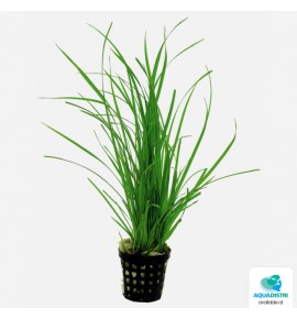 AquaFleur Cyperus helferi –...