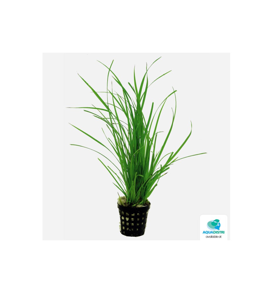 AquaFleur Cyperus helferi – Plante d’aquarium