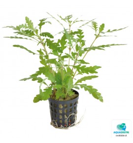 AquaFleur Hygrophila...