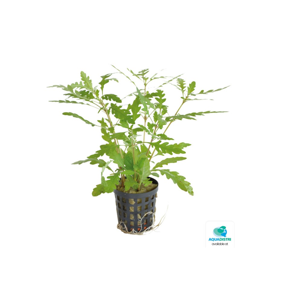 AquaFleur Hygrophila pinnatifida – Plante d’aquarium
