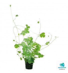 AquaFleur Hydrocotyle...