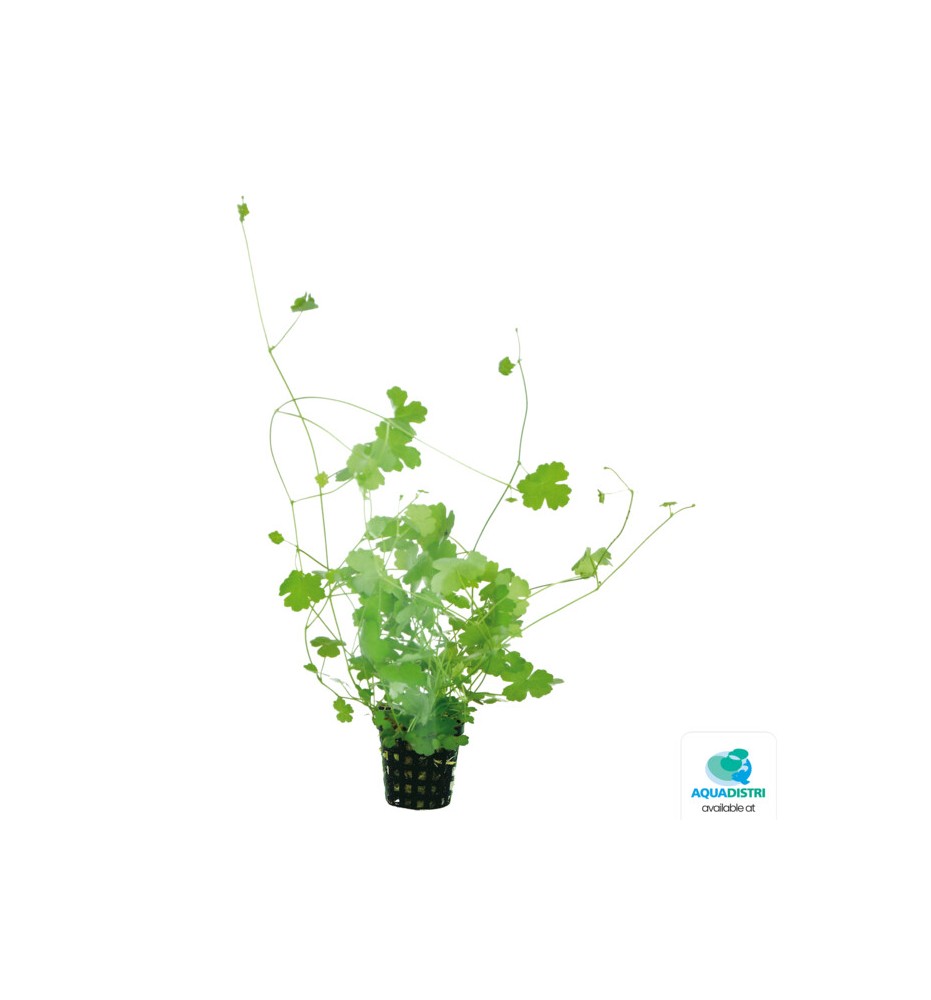 AquaFleur Hydrocotyle tripartita – Plante d’aquarium