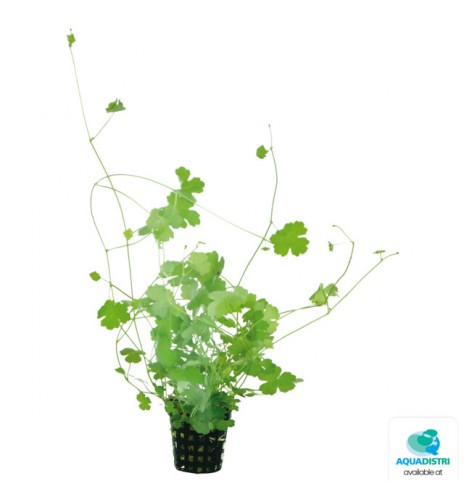 AquaFleur Hydrocotyle tripartita – Plante d’aquarium