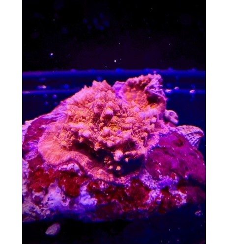 Echinophyllia red