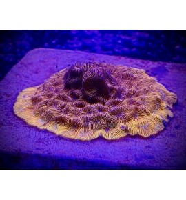 Leptoseris graft orange/vert