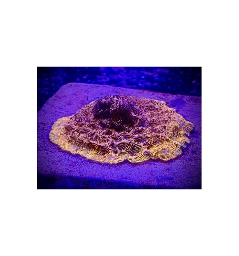 Leptoseris graft orange/vert