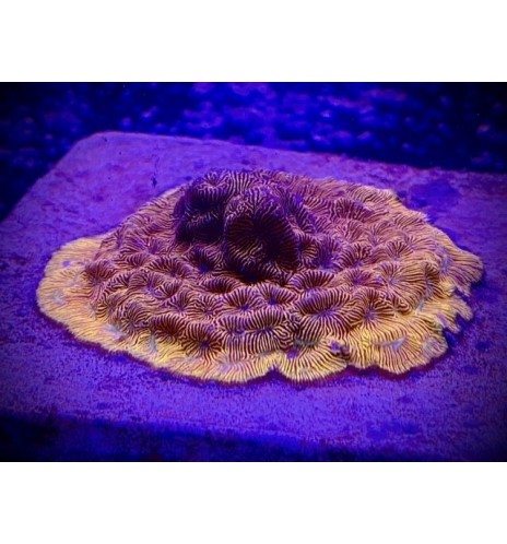 Leptoseris graft orange/vert