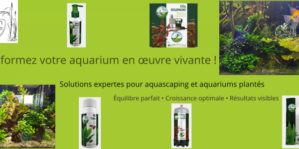 Colombo Aquascaping : les essentiels pour un aquarium planté réussi