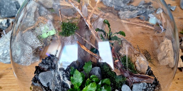 Newsletter – Retour sur l’atelier BioArt du 15 novembre