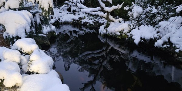  Newsletter de Décembre : La Magie de Noël arrive !